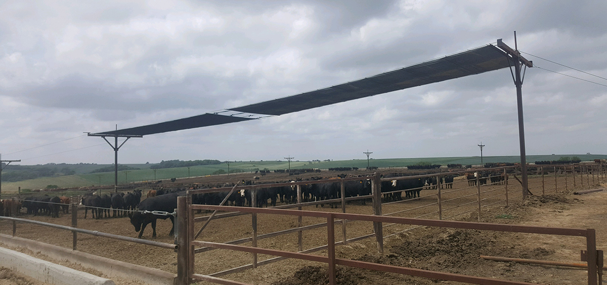 Cattle Shade